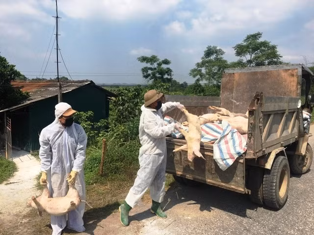Tiêu hủy lợn nhiễm bệnh tại huyện Hạ Hòa.