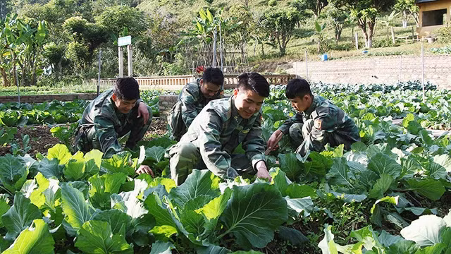 Các chiến sĩ Đồn Biên phòng Nậm Lạnh chăm sóc vườn rau của đơn vị.