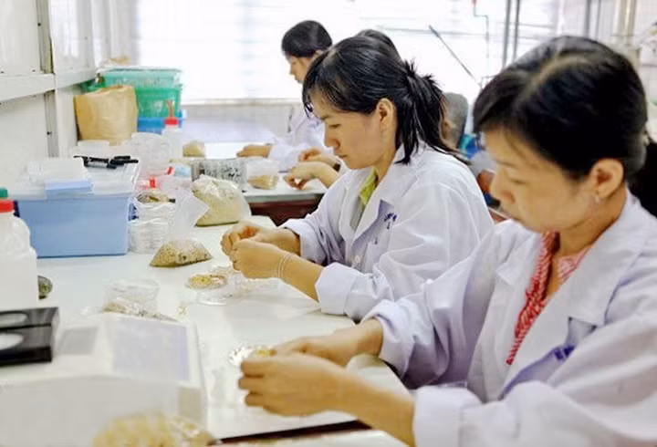 Cán bộ Viện Lúa đồng bằng sông Cửu Long nghiên cứu chuyển nạp gen tạo lúa kháng hạn. Ảnh: LÊ MINH