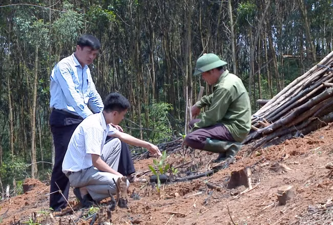 Cán bộ Phòng Nông nghiệp huyện Thanh Sơn hướng dẫn người dân chăm sóc cây lâm nghiệp.
