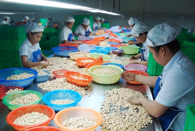 Công nhân phân loại điều nhân tại một nhà máy chế biến điều xuất khẩu ở huyện Bù Đăng.