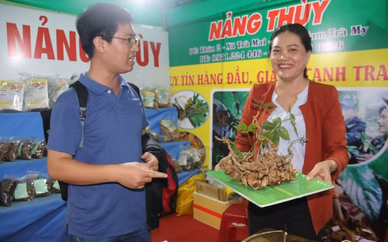 Phiên chợ sâm Ngọc Linh do huyện Nam Trà My tổ chức hằng tháng có doanh thu từ 4-5 tỷ đồng. Trong ảnh: Nhiều củ sâm Ngọc Linh có giá bán đến hàng chục triệu đồng