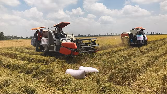 Chương trình liên kết cánh đồng mẫu lớn tại ĐBSCL liệu có bị lợi dụng?