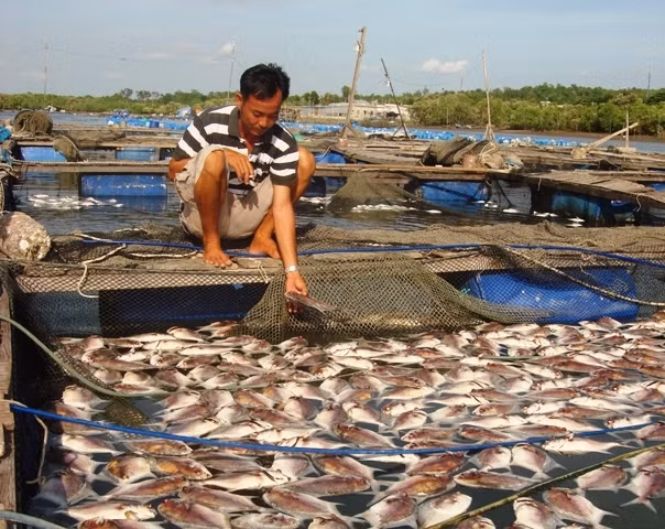 Tình trạng cá chết hàng loạt do ô nhiễm nguồn nước gây thiệt hại rất lớn cho người nuôi cá lồng bè trên sông Chà Và.
