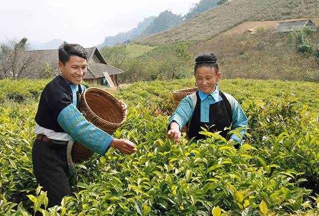 Đồng bào dân tộc Mông ở bản Pa Khem 1, thị trấn nông trường Mộc Châu chuyển đổi sản xuất, thu nhập từ trồng chè.
