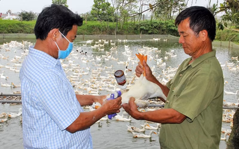 Cán bộ thú y tiêm phòng bệnh cho đàn gia cầm tại xã Thạch Thắng, huyện Thạch Hà (Hà Tĩnh). Ảnh: HỮU TRUNG