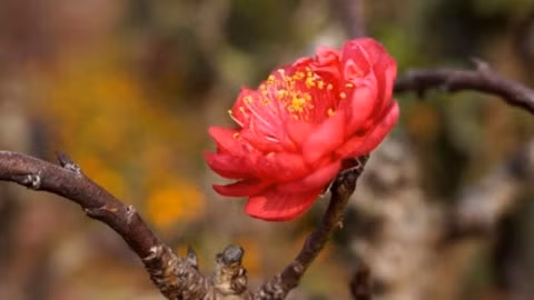 Thương nhớ bích đào...