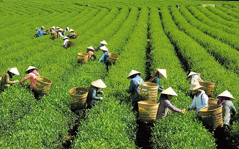 Ðồi chè Bảo Lộc.