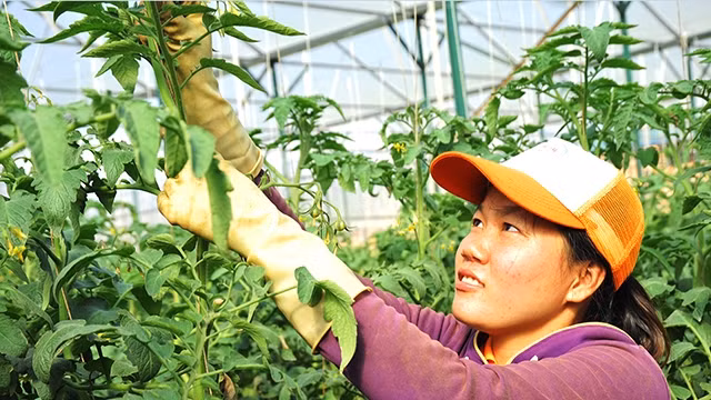 Nhiều hộ nông dân đang được hỗ trợ, tạo điều kiện chuyển đổi sản xuất từ mô hình canh tác cũ sang canh tác hữu cơ. Ảnh: SONG SONG