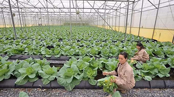 Mô hình sản xuất rau hữu cơ của Tập đoàn TH đem lại hiệu quả kinh tế cao. Ảnh: KHÁNH HUY