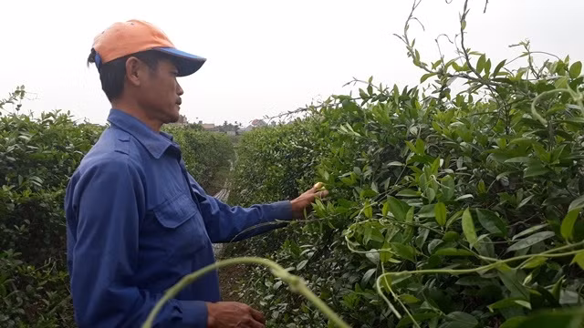 Người dân tại vùng trồng Hải Hậu, Nam Định chăm sóc dây thìa canh.