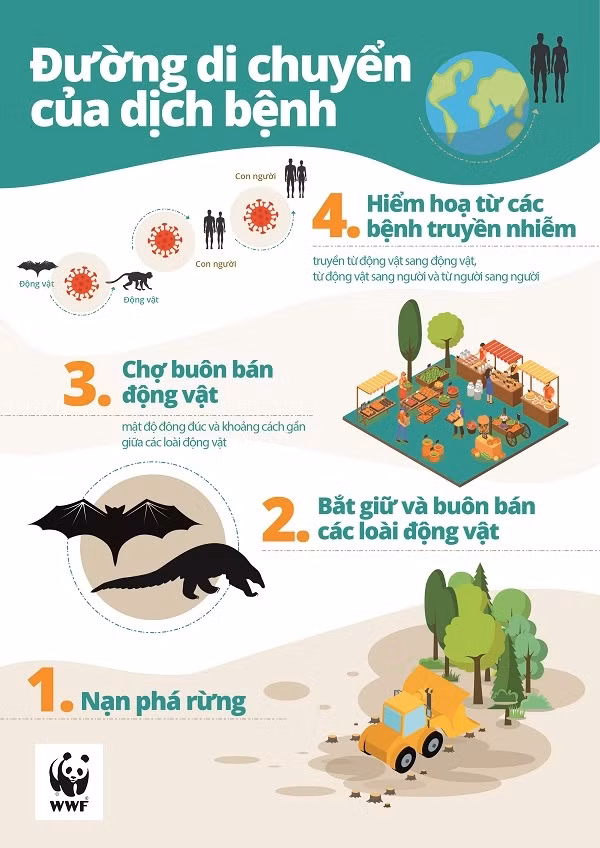 Đường di chuyển của dịch bệnh. Nguồn: WWF.
