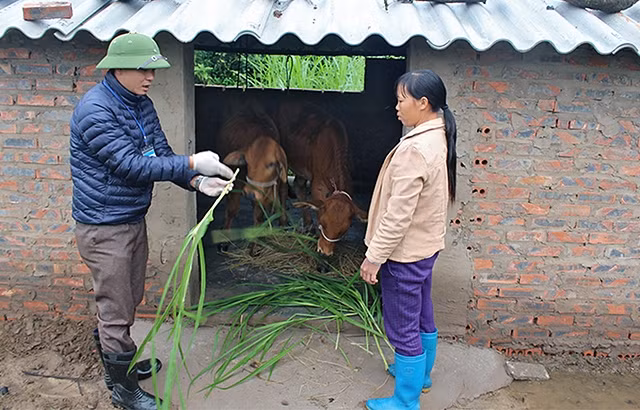 Cán bộ thú y huyện Ðầm Hà (Quảng Ninh) hướng dẫn người dân cách chăm sóc bò để tăng sức đề kháng trong mùa đông. Ảnh: QUỐC NGHỊ