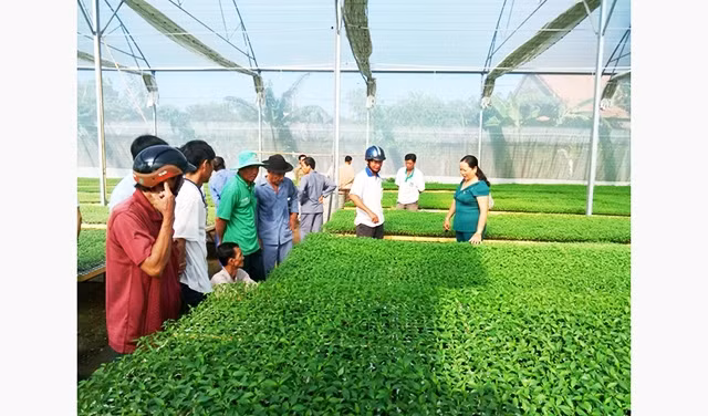 Mô hình nhà lưới sản xuất cây giống của HTX nông nghiệp Tân Bình, huyện Thanh Bình (Đồng Tháp). Ảnh: MỸ NHÂN