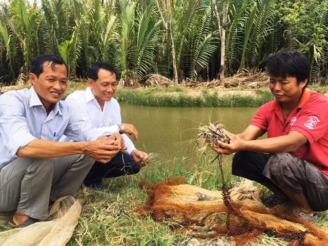 Mô hình nuôi tôm càng xanh thích ứng với BĐKH bước đầu mang lại hiệu quả cao.
