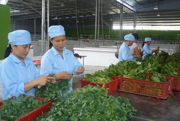 Phân loại, đóng gói rau an toàn tại Hợp tác xã Văn Đức (huyện Gia Lâm). 