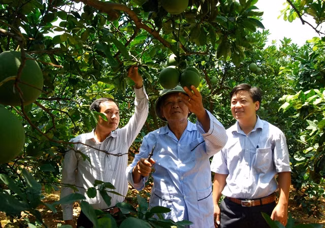 Mô hình trang trại trồng bưởi Diễn ở xã An Sinh, huyện Đông Triều.