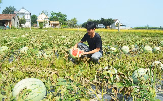 Do sản xuất theo phong trào, nông dân trồng dưa hấu ở Quảng Ngãi rơi vào cảnh “được mùa mất giá”.