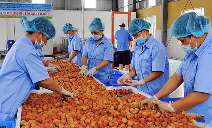 Sơ chế vải thiều trước khi xuất khẩu tại Hợp tác xã sản xuất nông sản và thương mại Hồng Giang (huyện Lục Ngạn, Bắc Giang). Ảnh: Anh Việt