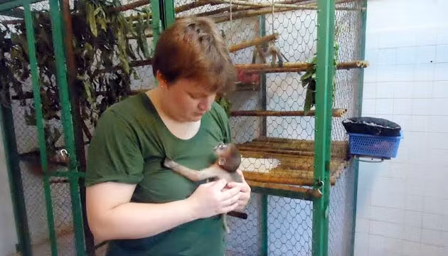 Elke Schwierz và linh trưởng Vooc chà vá chân xám hai tháng tuổi, sinh ra tại Trung tâm cứu hộ.