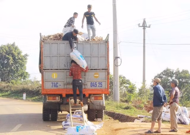 Người dân tộc thiểu số ở Hướng Hóa vận chuyển sắn tươi đến bán cho nhà máy.