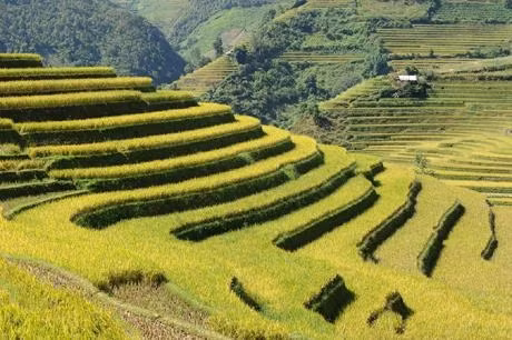 Mùa lúa vàng ở huyện Mù Cang Chải (Yên Bái).      Ảnh: THANH CHƯƠNG