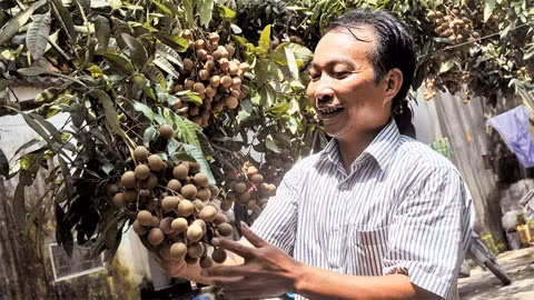 Vùng nhãn chín muộn ở Ðại Thành, huyện Quốc Oai, Hà Nội.