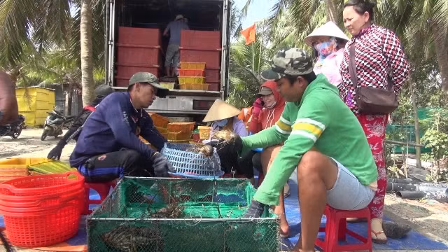 Tôm hùm giống trôi nổi, người nuôi "mua" rủi ro