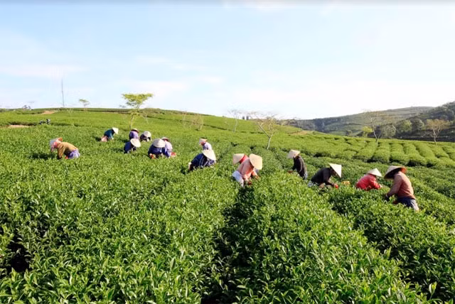 Trên đồi chè xứ B’Lao.