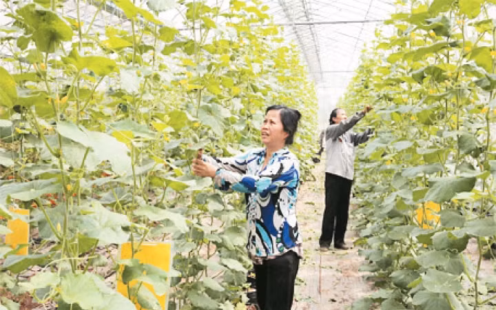 Ứng dụng công nghệ cao vào phát triển cây trồng tại Công ty cổ phần Đầu tư phát triển nông nghiệp công nghệ cao Toàn Cầu (xã Phương Đình, huyện Đan Phượng). Ảnh: BÁ HOẠT