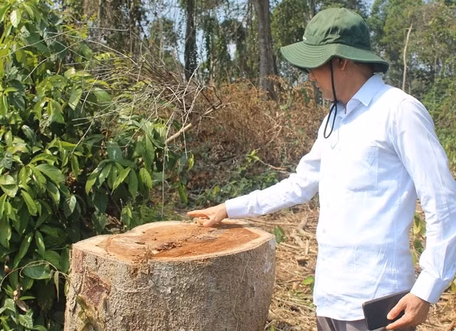 Lãnh đạo UBND tỉnh Đồng Nai kiểm tra hiện trường nơi xảy ra vụ phá rừng sau khi Báo Nhân Dân điện tử phản ánh.