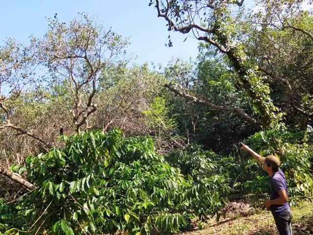 Vườn điều của anh Hoàng Văn Thanh (thôn 9, xã Thống Nhất, huyện Bù Đăng) đã ngưng sinh trưởng, nhiều cây chết khô dần sau khi phun thuốc bảo vệ thực vật được hỗ trợ.