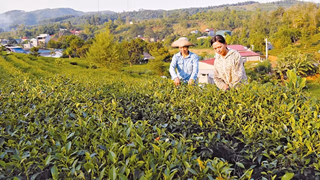  Thu hoạch chè tại xã Phú Nhuận, huyện Bảo Thắng. Ảnh: VŨ SƠN
