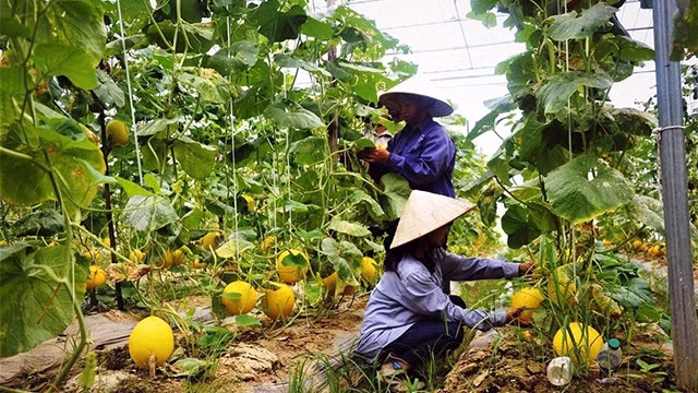 Trồng dưa lưới Nhật Bản trong nhà kính, đem lại thu nhập cao cho người dân xã Quang Kim, huyện Bát Xát (Lào Cai).