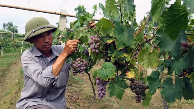 Anh Hoàng Văn Ba chăm sóc vườn nho Cự Phong.