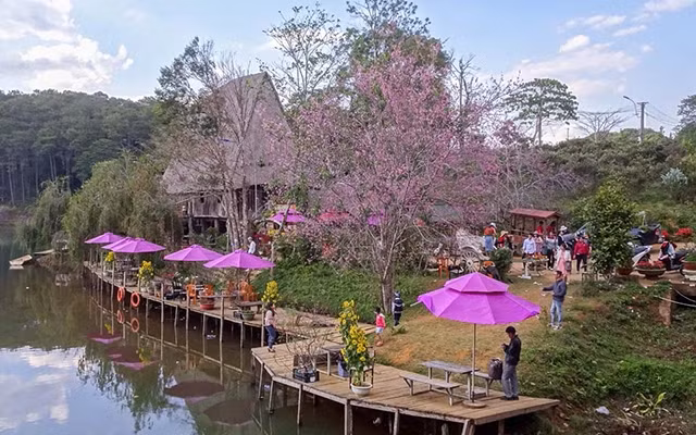 Hoa anh đào nở trên hồ Đăk Ke.