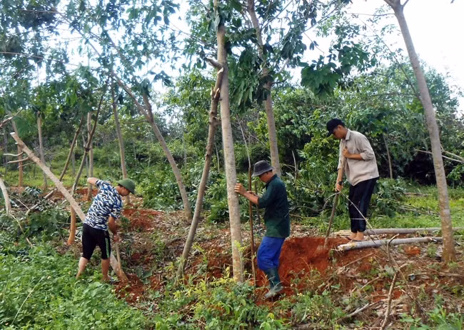 Người dân xã Tây Trạch, huyện Bố Trạch (Quảng Bình) dựng gốc cao-su bị đổ sau bão số 10.