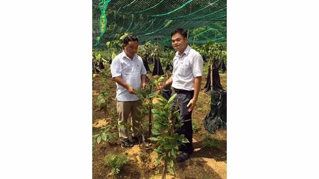 Các chuyên gia về dược liệu kiểm tra cây giống trà hoa vàng, đinh lăng tại Dự án trồng cây dược liệu ở huyện Nho Quan (Ninh Bình).