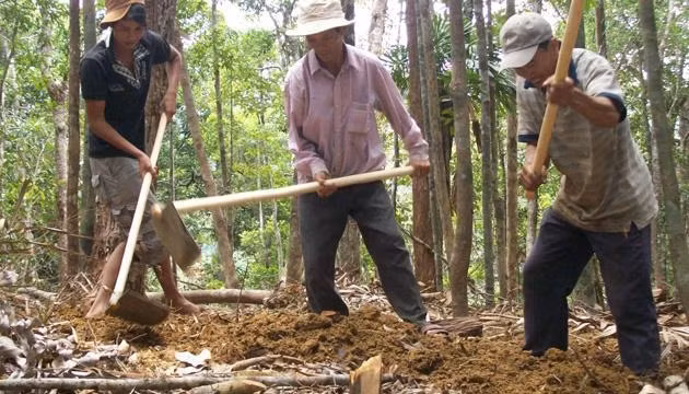  Mặc dù chính quyền có nhiều biện pháp ngăn chặn, nhưng người dân vẫn đổ xô vào rừng tìm trầm.