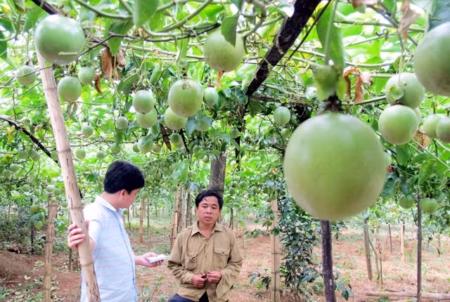 Cây chanh leo ở xã Tri Lễ, huyện vùng cao Quế Phong (Nghệ An) cho thu nhập cao.