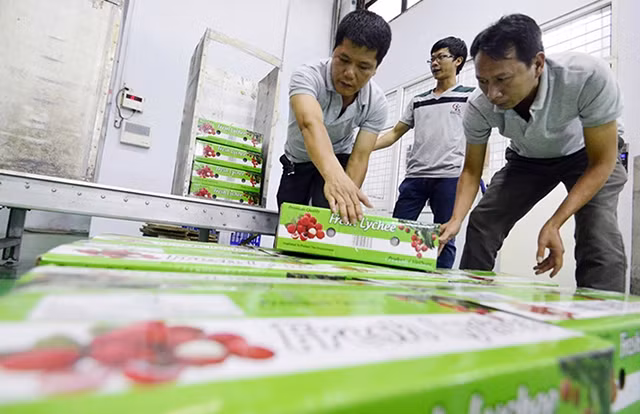 Vải thiều Hải Dương được chiếu xạ trước khi xuất khẩu sang thị trường Ô-xtrây-li-a.