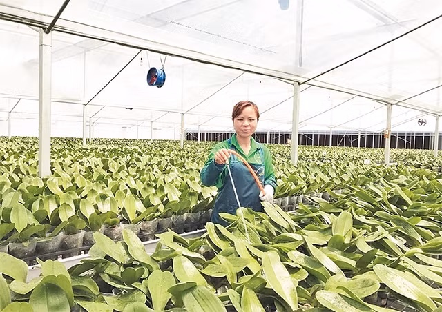 Công nhân Hợp tác xã Đan Hoài - Flora Việt Nam chăm sóc hoa lan hồ điệp.