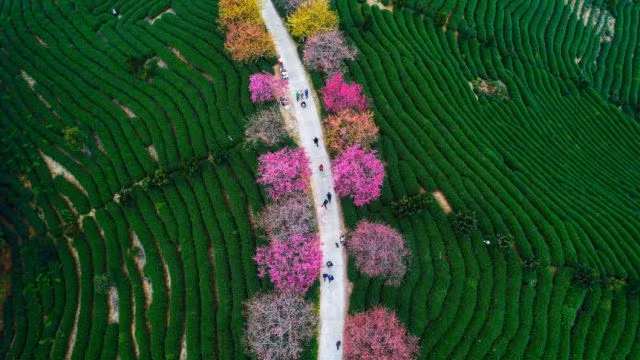 Từ tháng hai, cây anh đào tại nông trường chè ở thị trấn Long Nham, tỉnh Phúc Kiến, Trung Quốc bắt đầu trổ bông, sắc hoa rực rỡ nổi bật giữa những hàng chè xanh mướt. (Ảnh: Visual China Group/Getty Im
