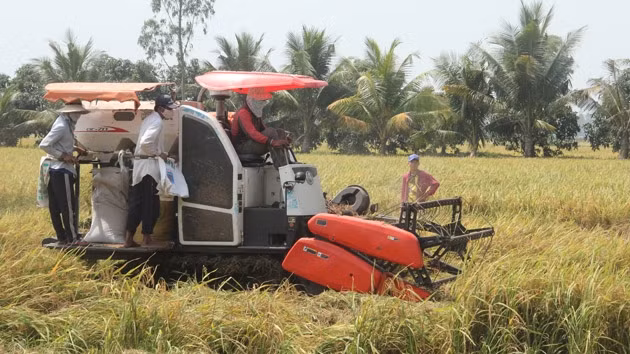 Máy gặt thuê theo hợp đồng của “cò lúa”.