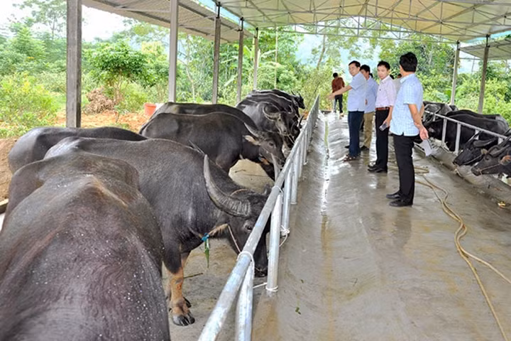Cán bộ kỹ thuật Sở NN và PTNT tỉnh Tuyên Quang kiểm tra chất lượng đàn trâu của HTX Nông nghiệp và Dịch vụ Tiến Quang trước khi bàn giao cho các hộ chăm sóc vỗ béo. Ảnh: DUY HÙNG