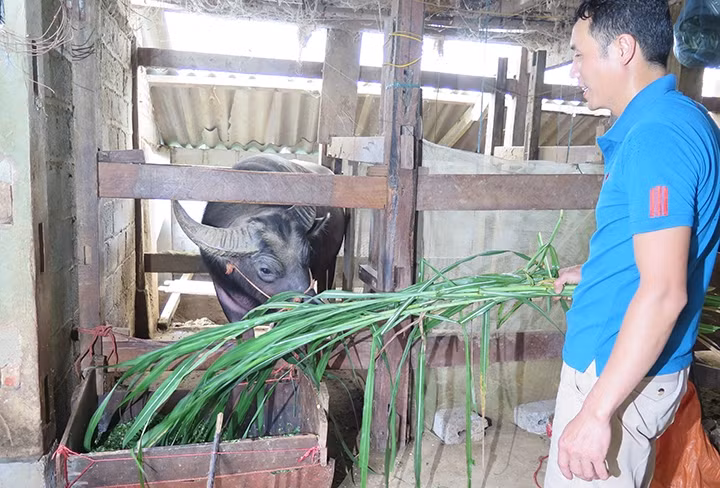 Anh Phan Văn Hiền chăm sóc trâu nuôi của gia đình.