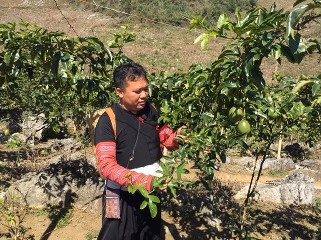 Dù mới thử nghiệm nhưng vườn chanh leo rộng một ha của anh Tráng A Cao đã mang lại doanh thu hơn 100 triệu đồng/năm.