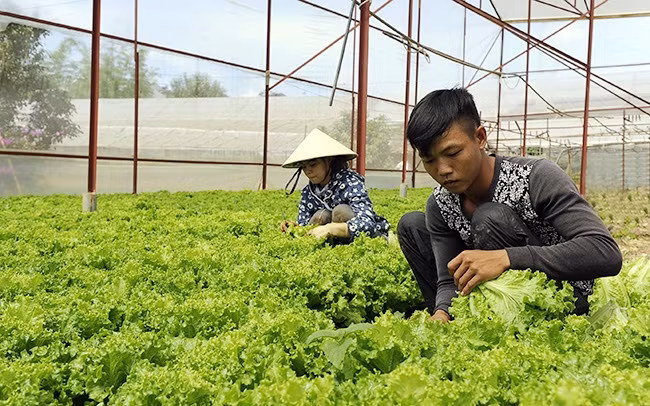 Thu hoạch rau sạch trong nhà lưới tại TP Đà Lạt.