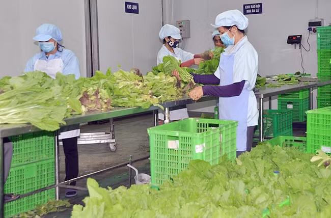 Sản xuất rau sạch theo công nghệ I-xra-en tại VinEco Tam Đảo (Vĩnh Phúc). Trong ảnh: Dây chuyền đóng gói rau sạch. Ảnh: THẾ HÙNG