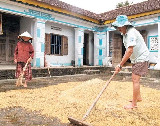Người dân thôn Phú Sơn, phường Nhơn Hòa (thị xã An Nhơn) Bình Định phơi số lúa bị ướt do mưa lũ. Ảnh: NGUYỄN PHÚC